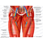a20120817180430453-oo-xs-hip-thigh-anterior-6.png