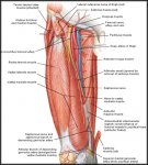 saphenous-pic.jpg