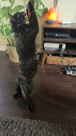 IMG_2657.jpeg